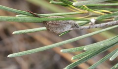 Grevillea hookeriana