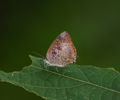 Arhopala bazaloides