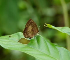 Arhopala perimuta
