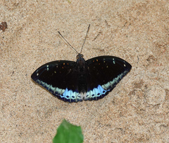 Lexias pardalis dirteana