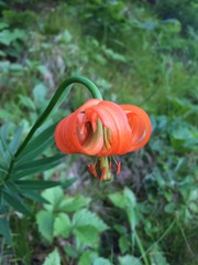 Lilium carniolicum