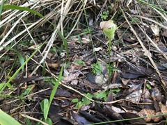 Pterostylis baptistii