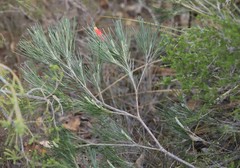 Grevillea hookeriana