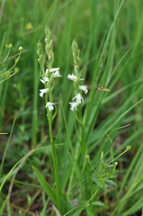 Spiranthes aestivalis