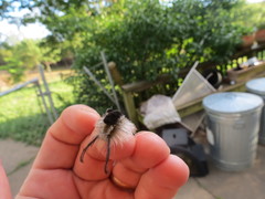 Dasychira dorsipennata