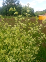 Galium mollugo