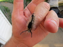 Dasychira dorsipennata