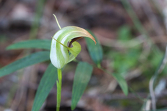 Pterostylis baptistii