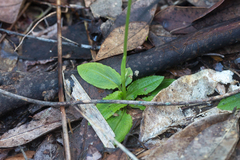Pterostylis baptistii