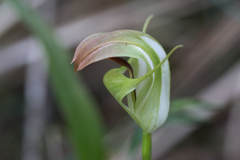 Pterostylis baptistii