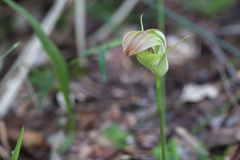 Pterostylis baptistii