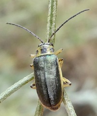 Trirhabda sericotrachyla