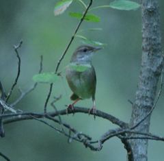 Helopsaltes fasciolatus