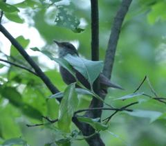 Helopsaltes fasciolatus
