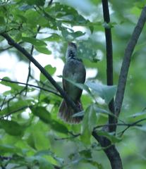 Helopsaltes fasciolatus