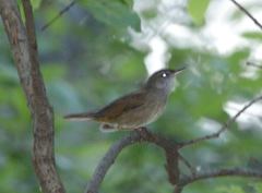 Helopsaltes fasciolatus