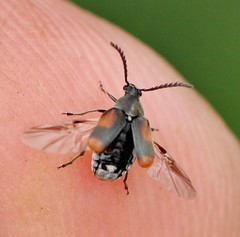 Kytorhinus quadriplagiatus