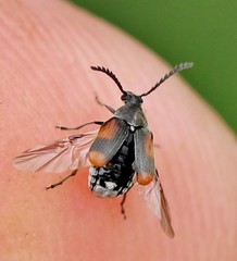 Kytorhinus quadriplagiatus