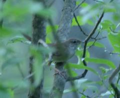 Helopsaltes fasciolatus