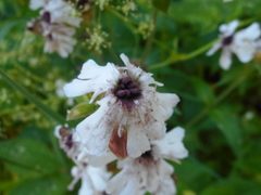 Microbotryum lychnidis-dioicae