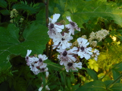 Microbotryum lychnidis-dioicae