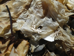 Corallina pilulifera