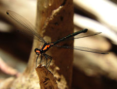 Austroargiolestes amabilis