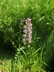 Dactylorhiza majalis baltica