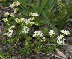 Galium anisophyllon