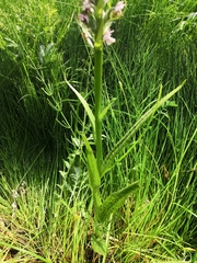 Dactylorhiza majalis baltica