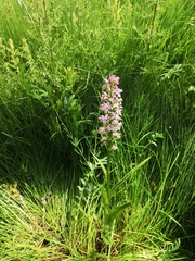 Dactylorhiza majalis baltica