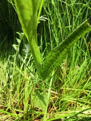 Dactylorhiza majalis baltica