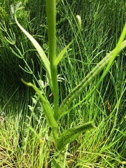 Dactylorhiza majalis baltica