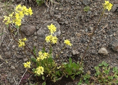 Biscutella laevigata