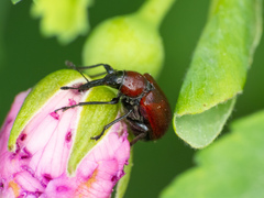 Merhynchites wickhami