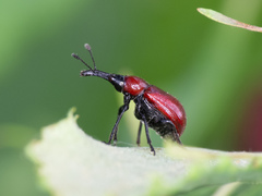 Merhynchites wickhami