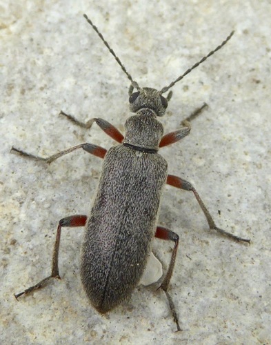 Stereopalpus pruinosus
