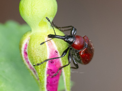 Merhynchites wickhami