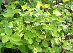 Spiraea beauverdiana