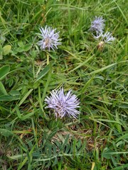 Carthamus mitissimus