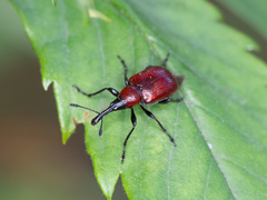 Merhynchites wickhami