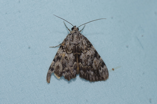 Jair Underwing photo 4