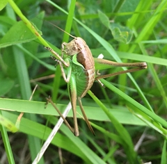 Pholidoptera littoralis