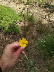 Ranunculus gramineus