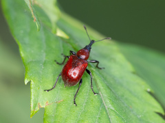 Merhynchites wickhami