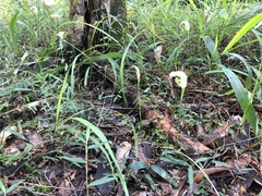 Pterostylis baptistii