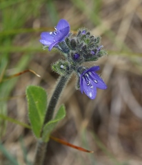 Veronica bellidioides