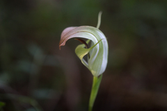 Pterostylis baptistii