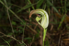 Pterostylis baptistii
