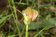 Pterostylis baptistii